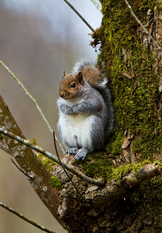 Eastern Gray Squirrel